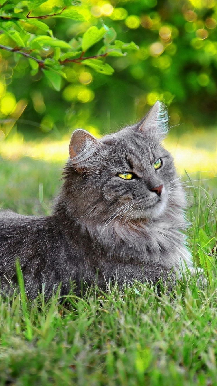 Brown Tabby Cat on Green Grass During Daytime. Wallpaper in 750x1334 Resolution