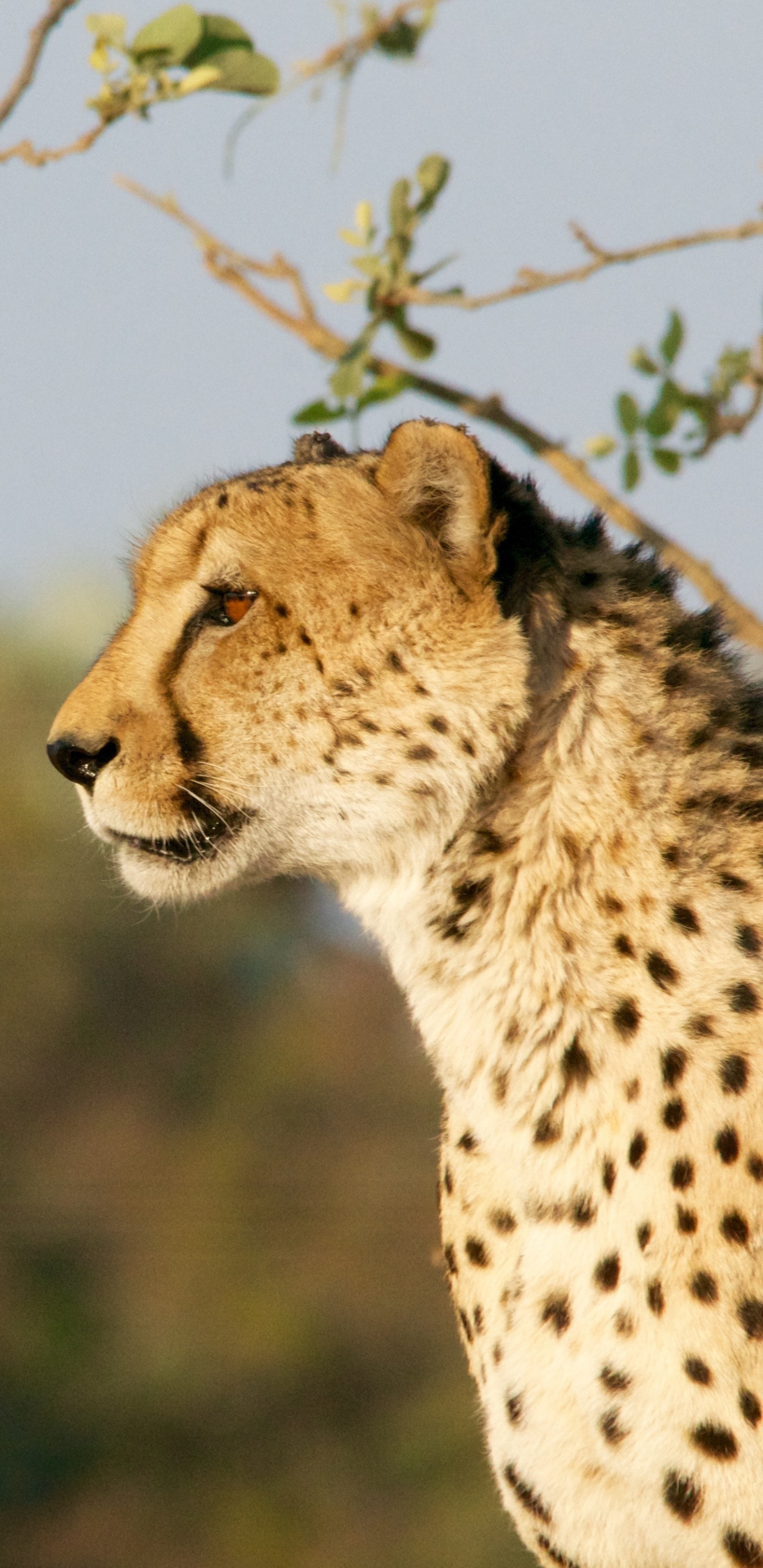 Guepardo de Pie Sobre la Hierba Verde Durante el Día. Wallpaper in 1440x2960 Resolution