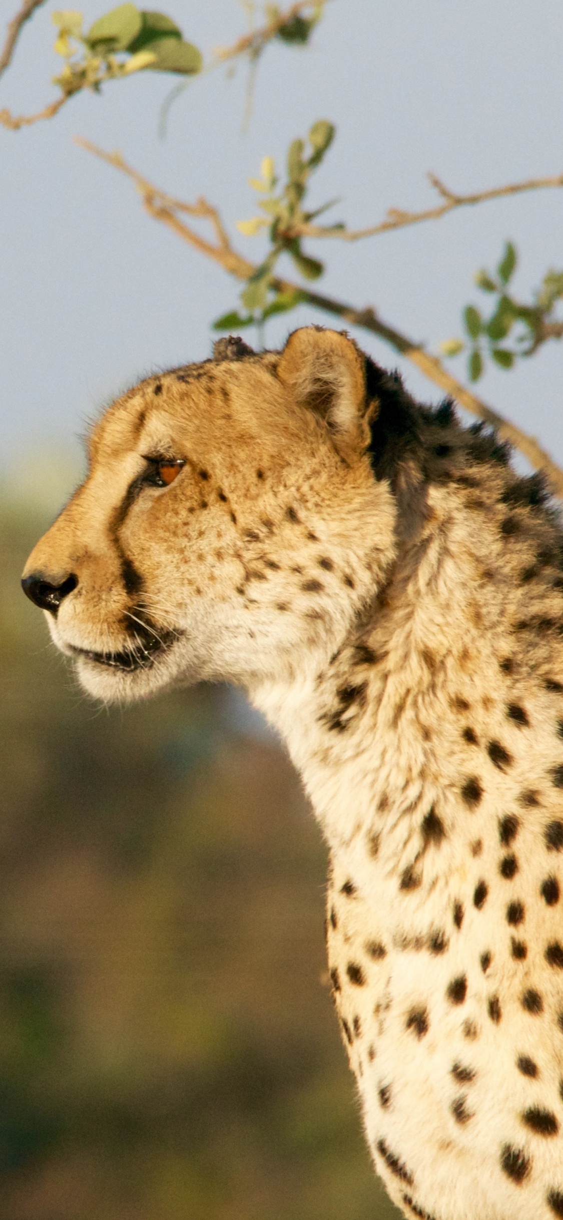 Guépard Debout Sur L'herbe Verte Pendant la Journée. Wallpaper in 1125x2436 Resolution