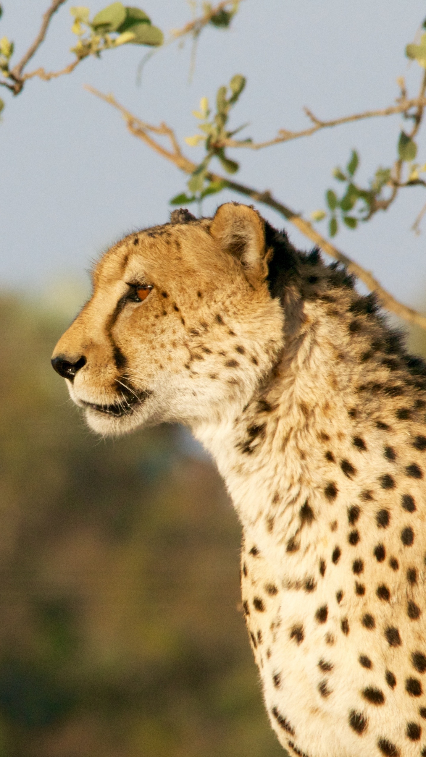 Guépard Debout Sur L'herbe Verte Pendant la Journée. Wallpaper in 1440x2560 Resolution
