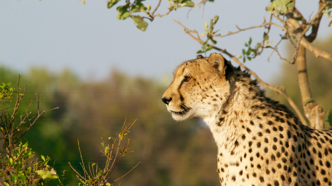 Cheetah Standing on Green Grass During Daytime. Wallpaper in 1366x768 Resolution