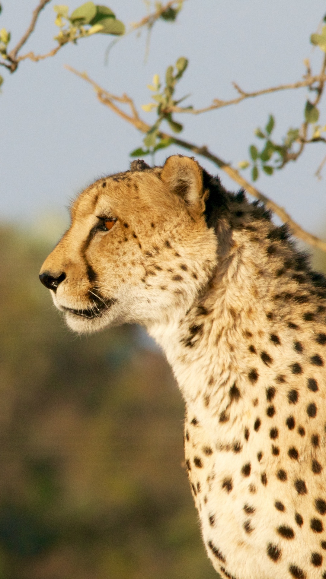 Gepard, Der Tagsüber Auf Grünem Gras Steht. Wallpaper in 1080x1920 Resolution