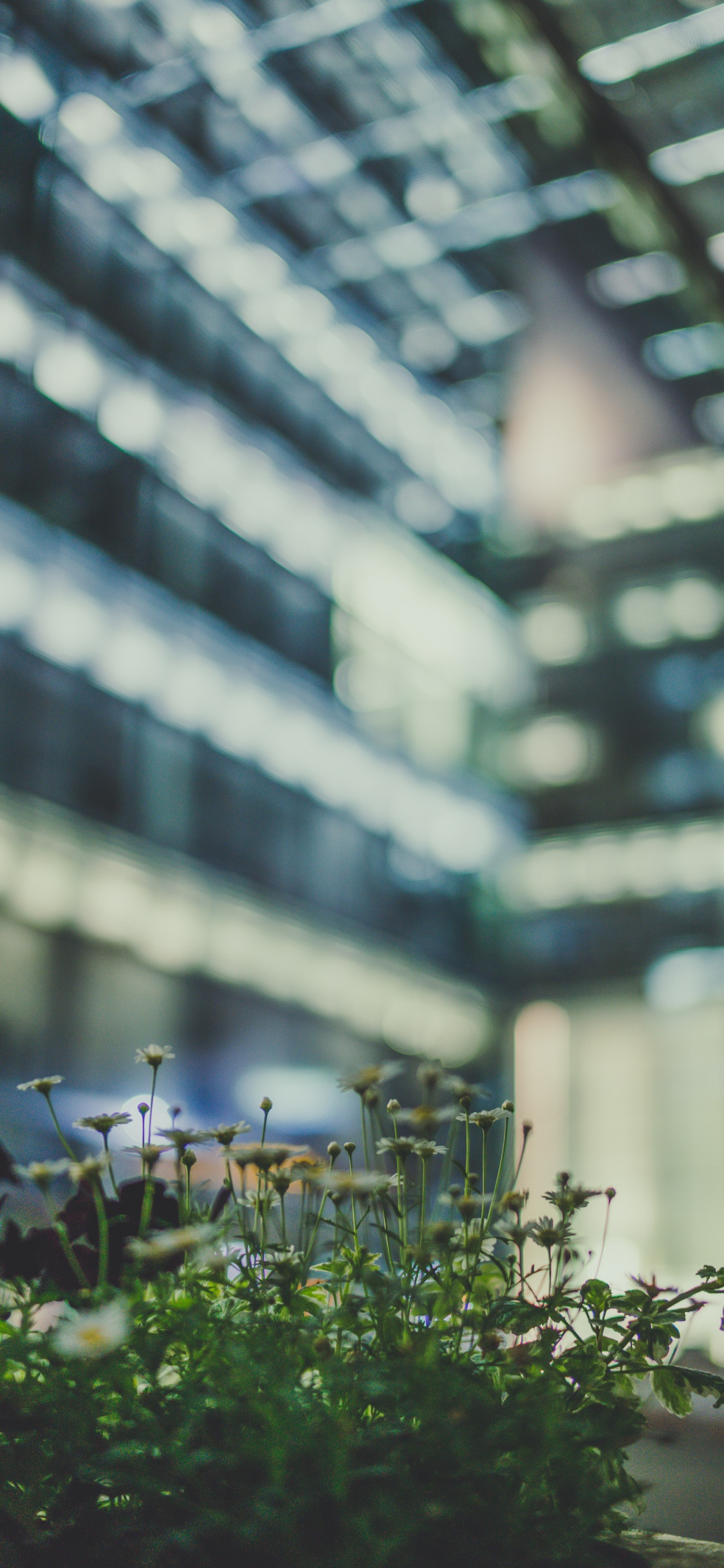 Green Plant in Tilt Shift Lens. Wallpaper in 1125x2436 Resolution