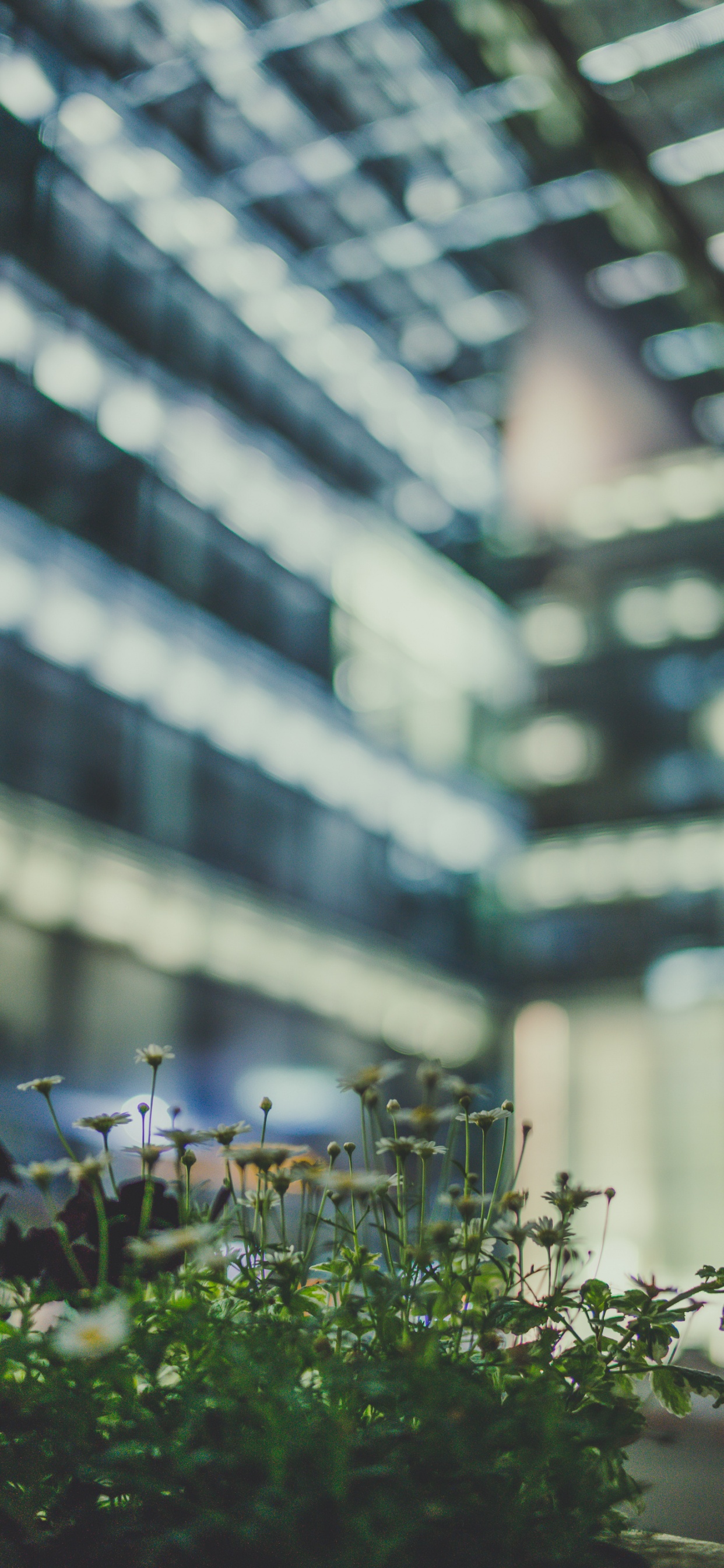 Green Plant in Tilt Shift Lens. Wallpaper in 1242x2688 Resolution