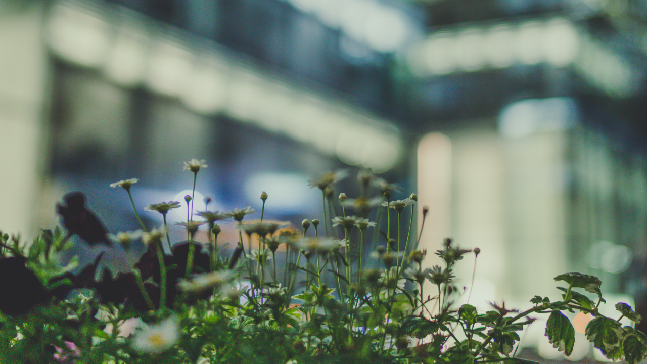 Green Plant in Tilt Shift Lens. Wallpaper in 1280x720 Resolution