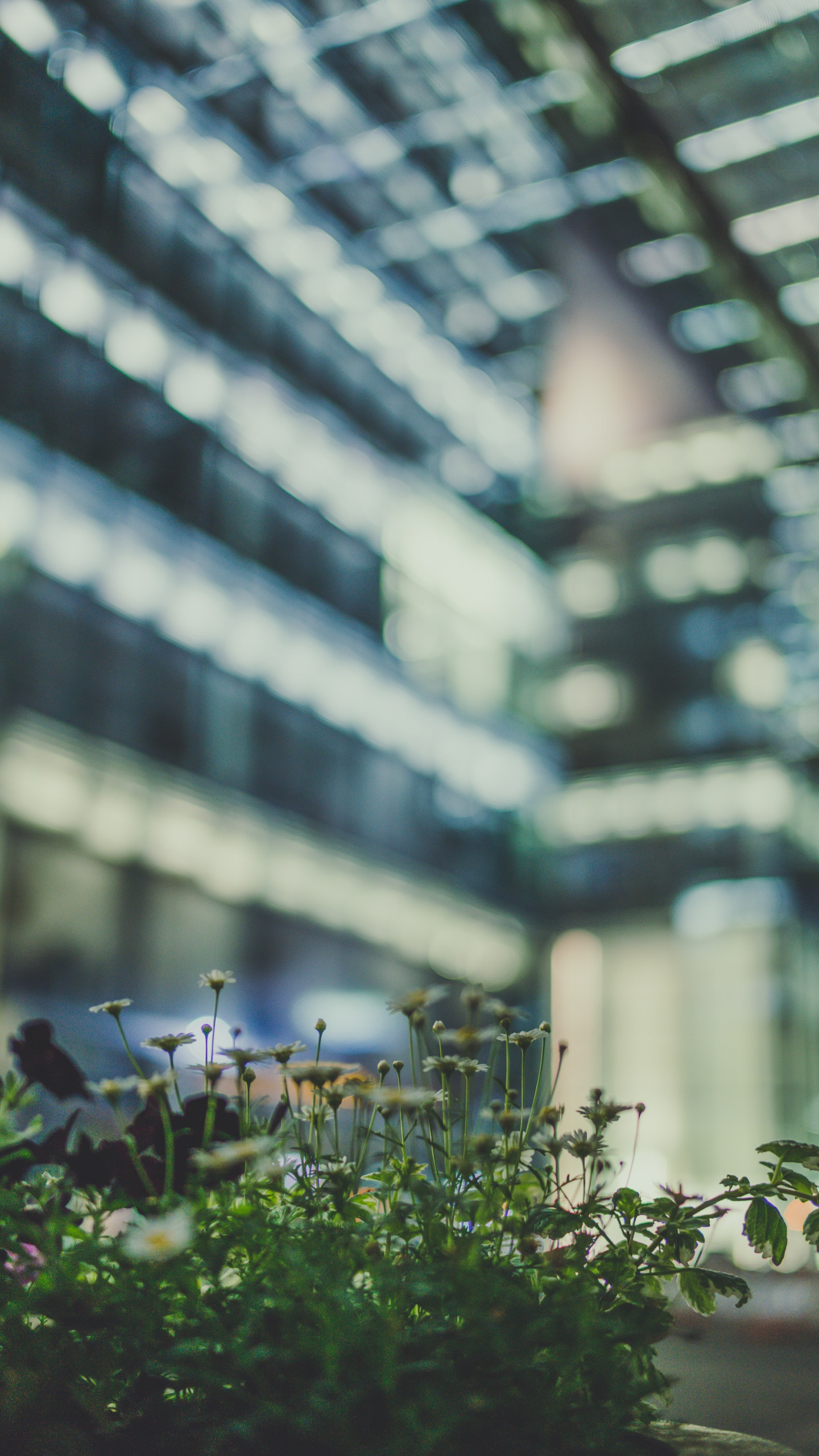 Green Plant in Tilt Shift Lens. Wallpaper in 1440x2560 Resolution