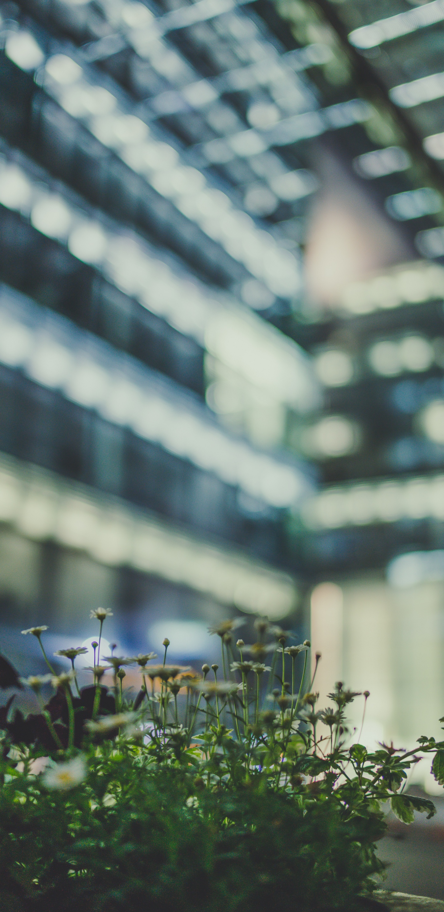 绿色的, 建筑, 城市, 大都会, 天空 壁纸 1440x2960 允许