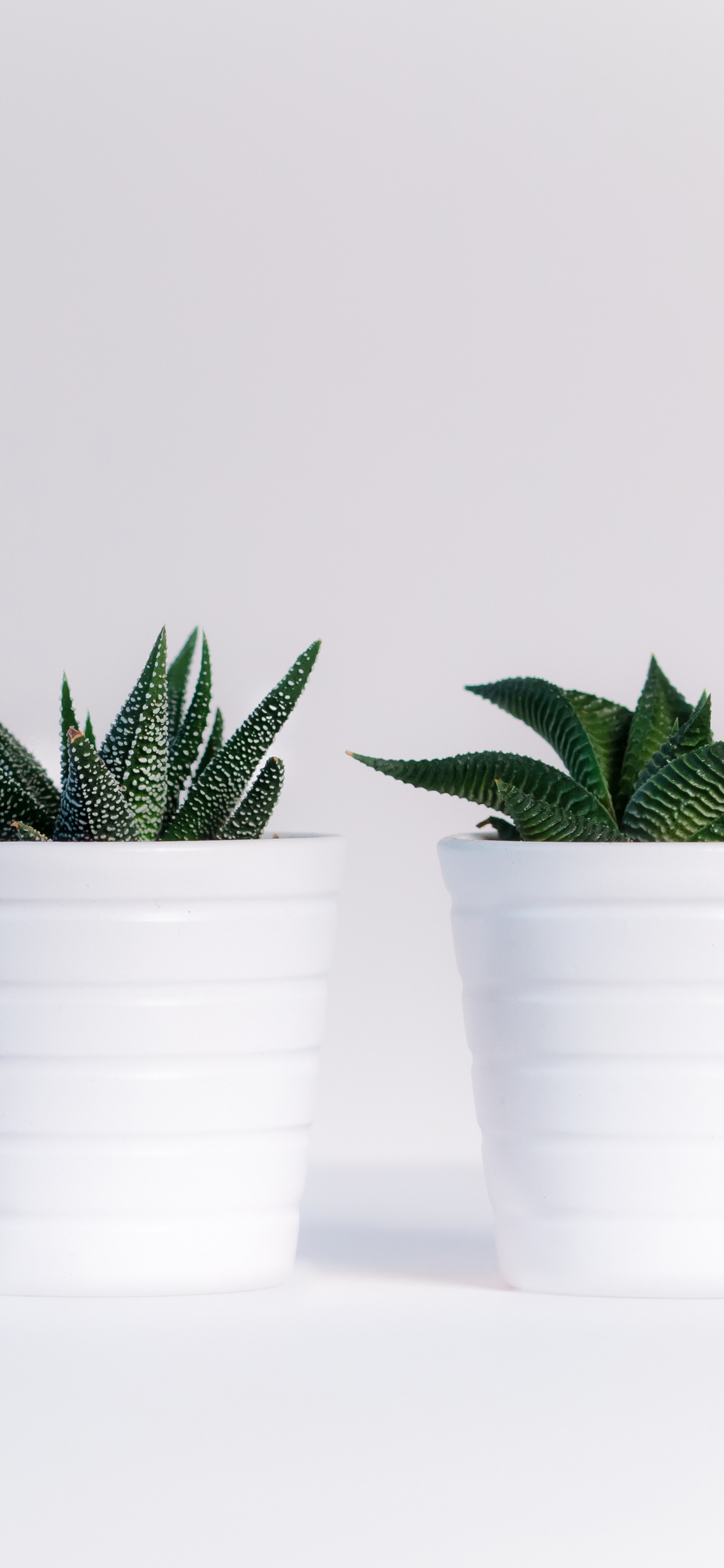 Green Plant in White Plastic Cups. Wallpaper in 1242x2688 Resolution