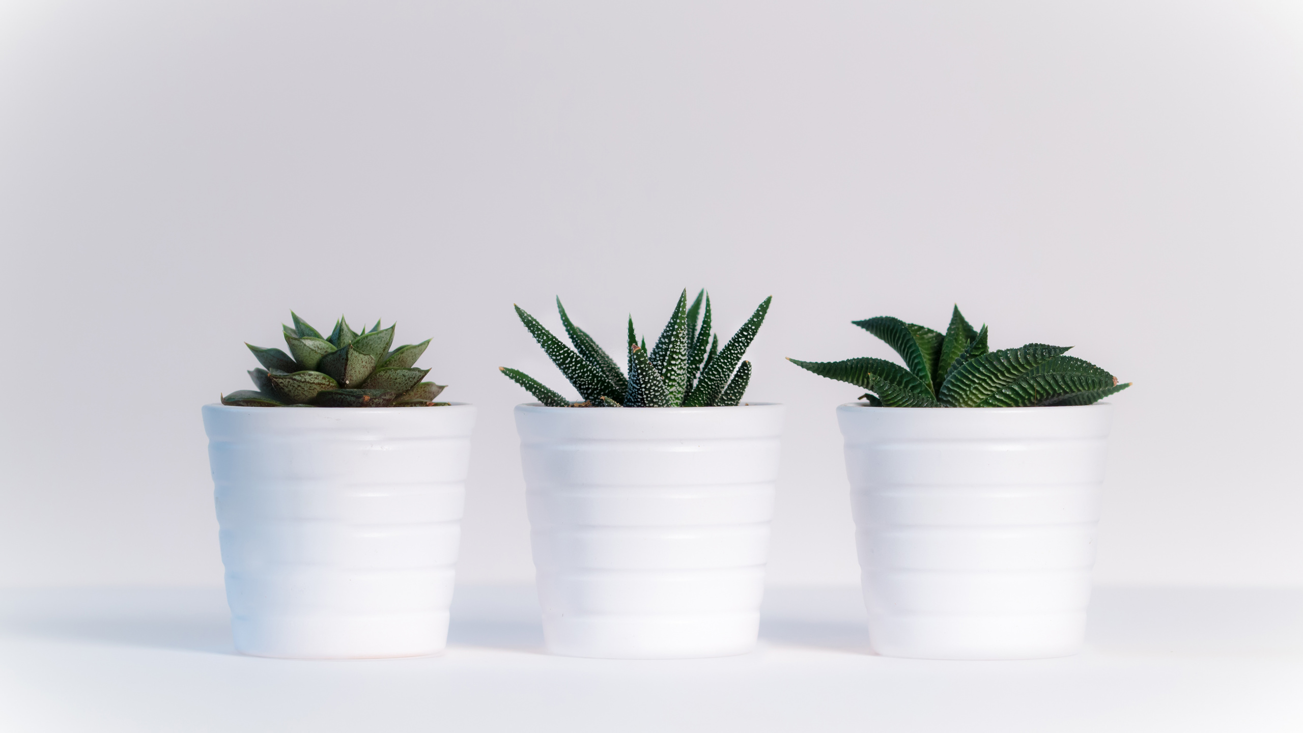 Green Plant in White Plastic Cups. Wallpaper in 2560x1440 Resolution