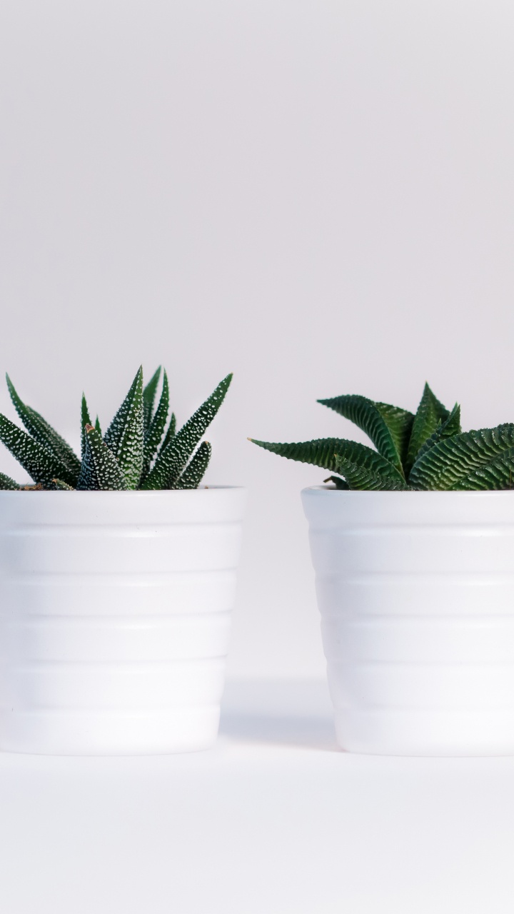 Green Plant in White Plastic Cups. Wallpaper in 720x1280 Resolution
