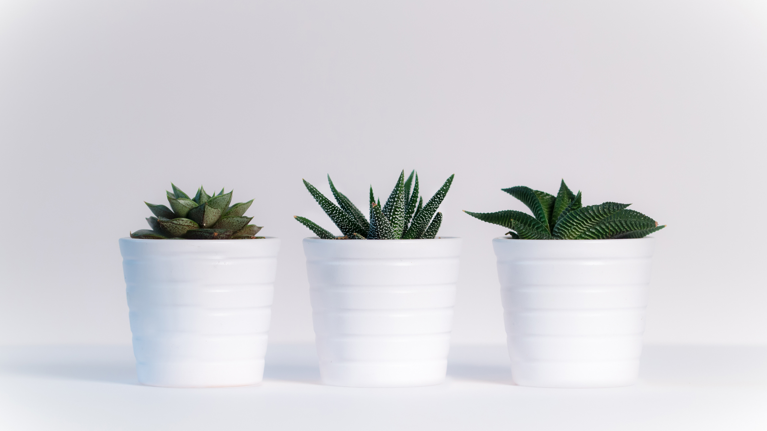 Plante Verte Dans Des Gobelets en Plastique Blanc. Wallpaper in 2560x1440 Resolution