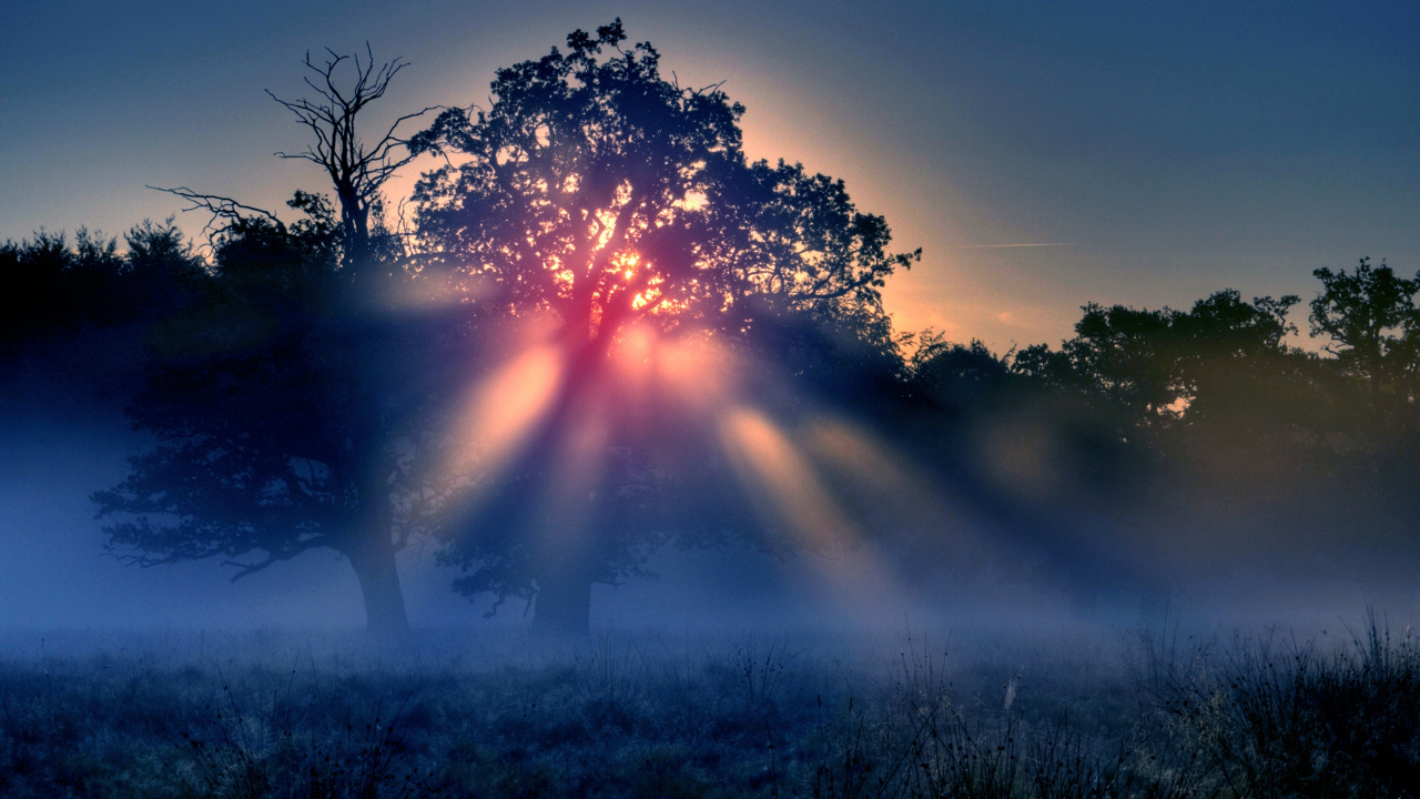 Sun Rays Over Green Trees. Wallpaper in 1280x720 Resolution