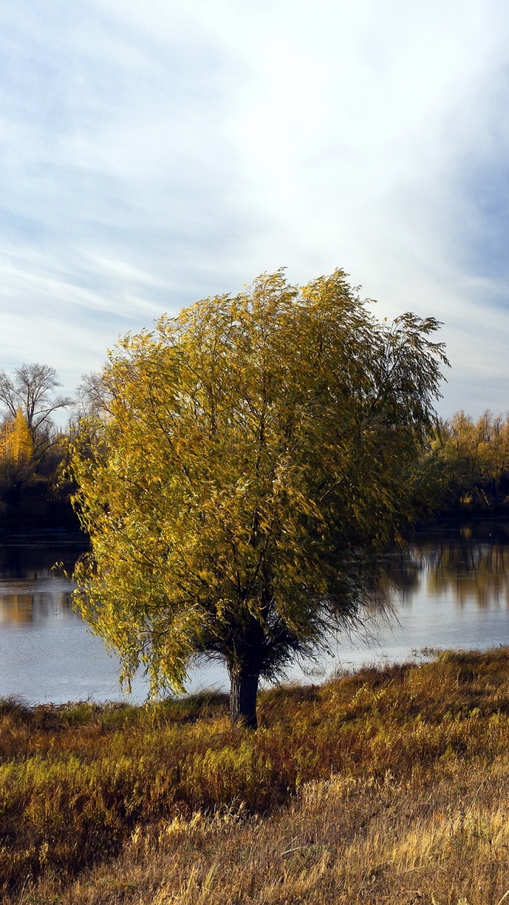 Arbres Verts à Côté de la Rivière Sous Ciel Bleu Pendant la Journée. Wallpaper in 720x1280 Resolution