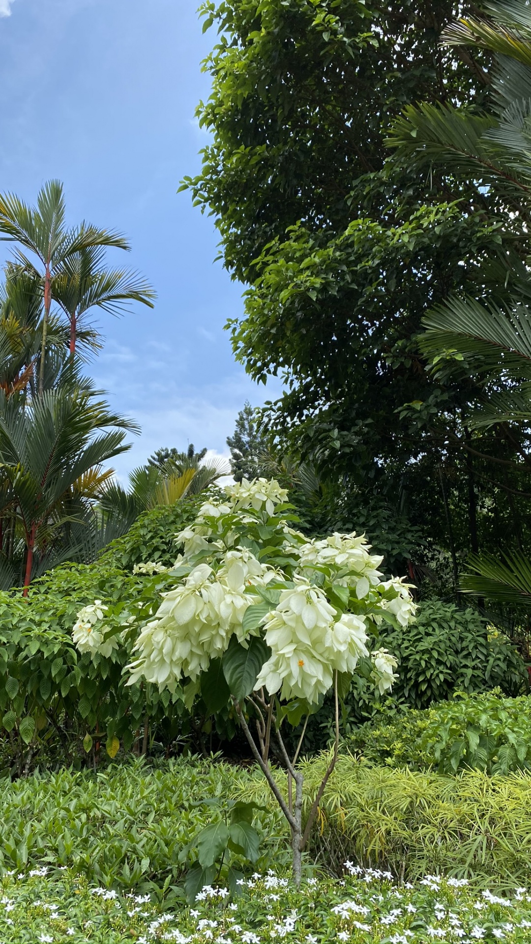 Végétation, Arbuste, Plante de la Communauté, Garden, Plantes Ligneuses. Wallpaper in 1080x1920 Resolution