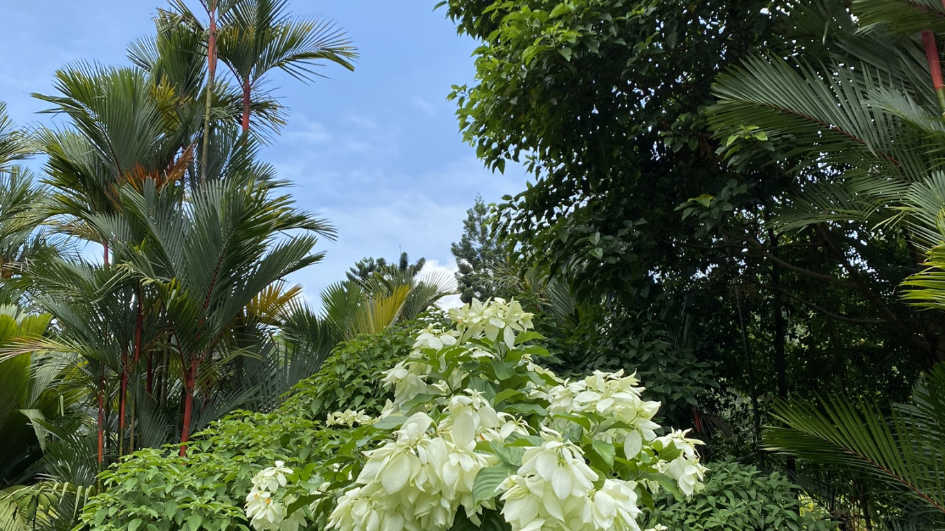 植被, 灌木, 植物群, 花园, 木本植物 壁纸 1366x768 允许