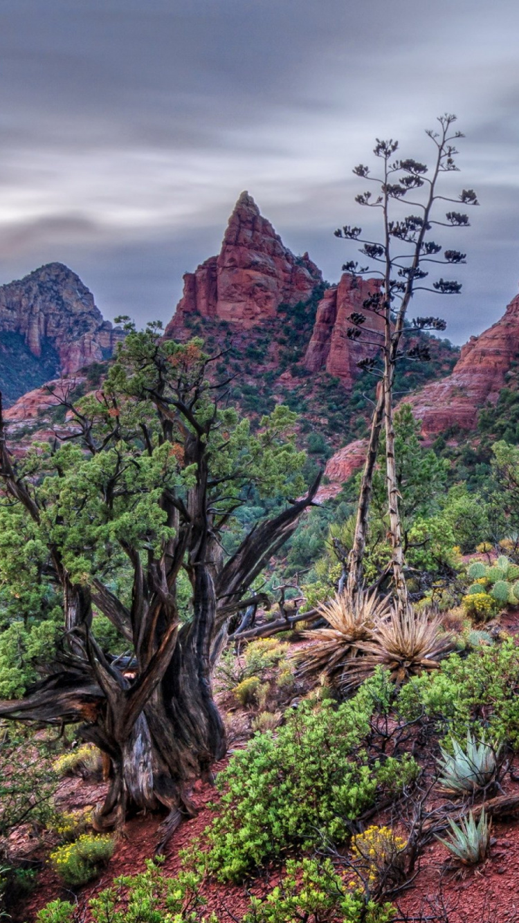Brown Rock Formation With Green Plants During Daytime. Wallpaper in 750x1334 Resolution