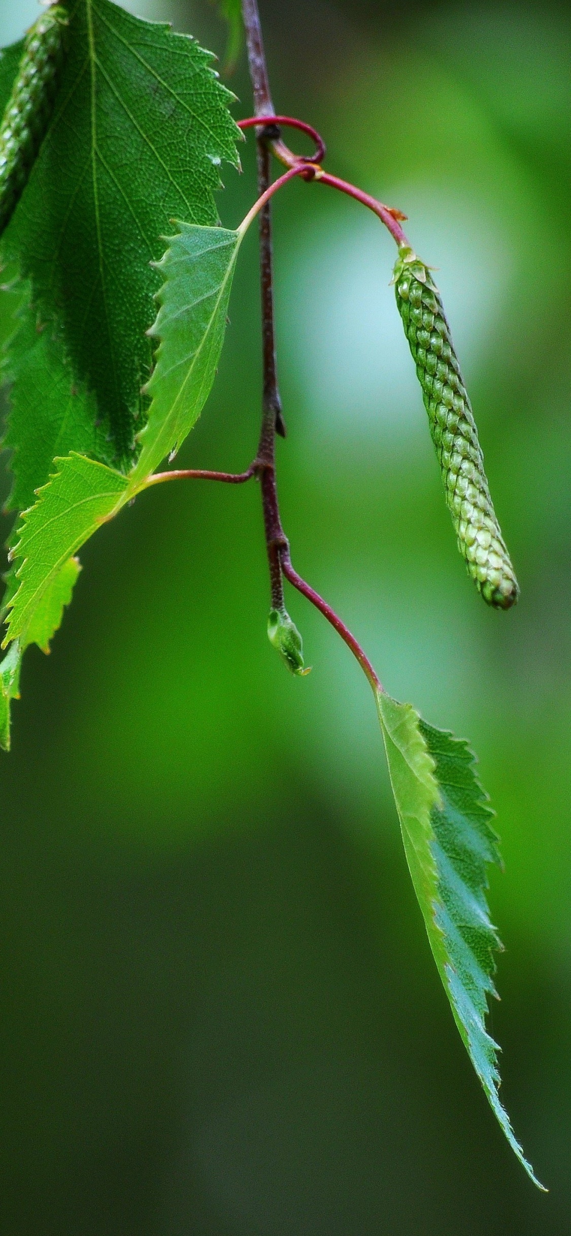 Green Leaf Plant in Close up Photography. Wallpaper in 1125x2436 Resolution
