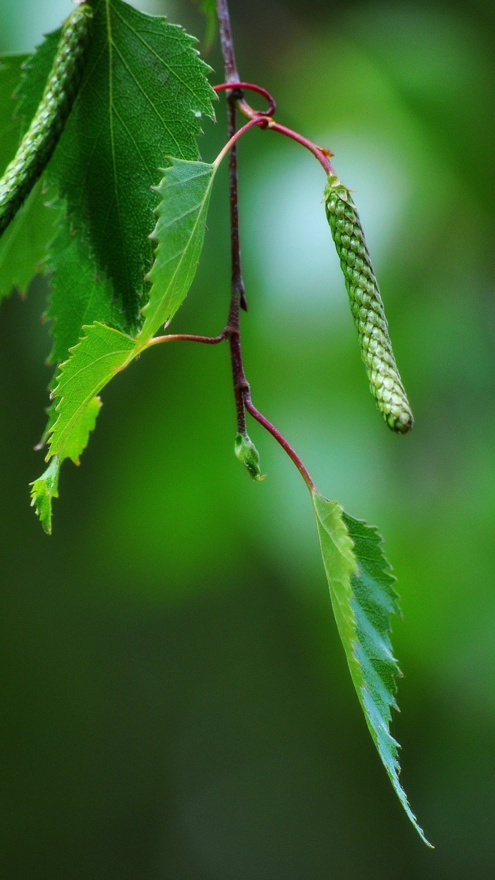 Green Leaf Plant in Close up Photography. Wallpaper in 720x1280 Resolution