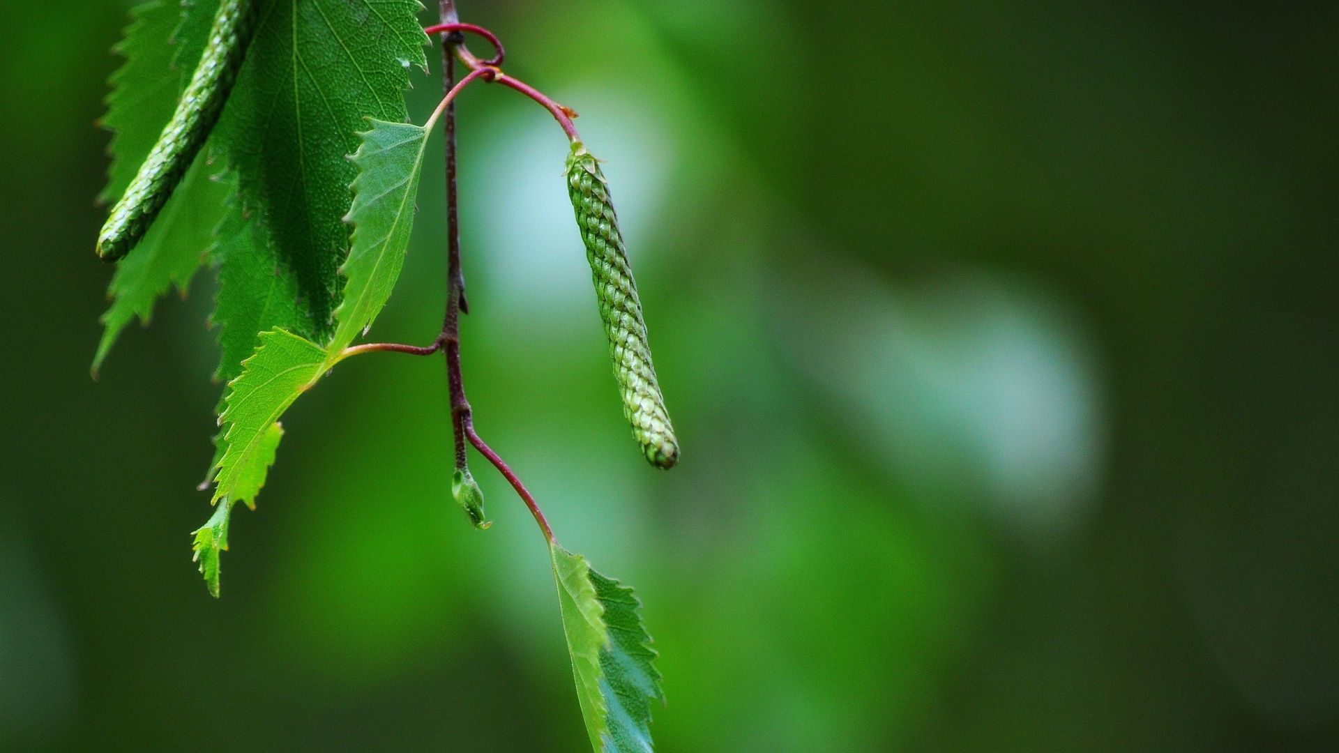 树枝, 血管植物, Birch, 植被, 植物干 壁纸 1920x1080 允许