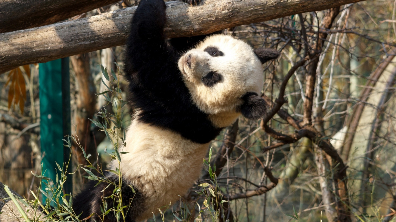 Ours Panda Sur Une Branche D'arbre Brun Pendant la Journée. Wallpaper in 1366x768 Resolution