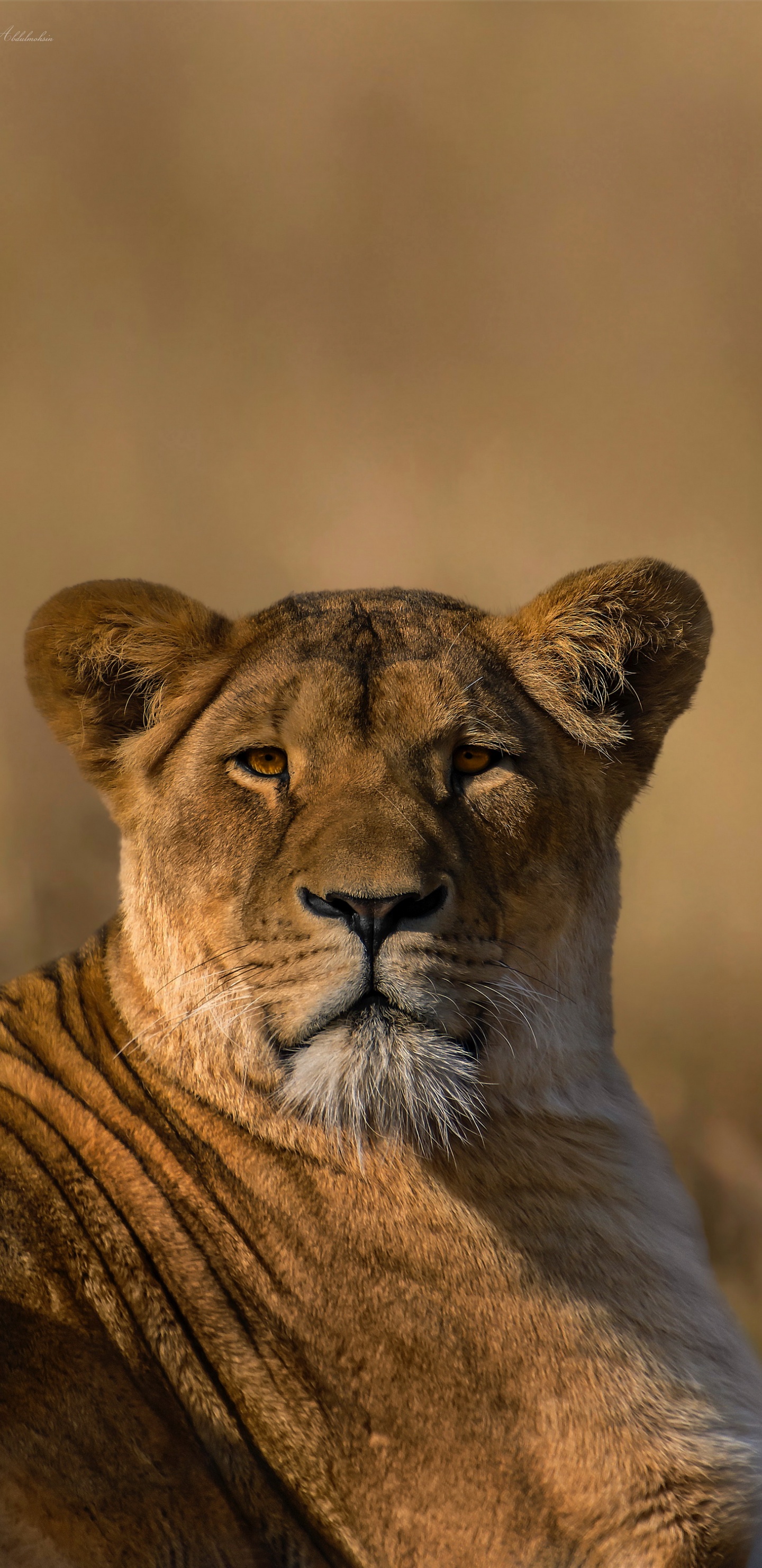 Masai León, Felidae, Carnívoro, Leones, Grandes Felinos. Wallpaper in 1440x2960 Resolution