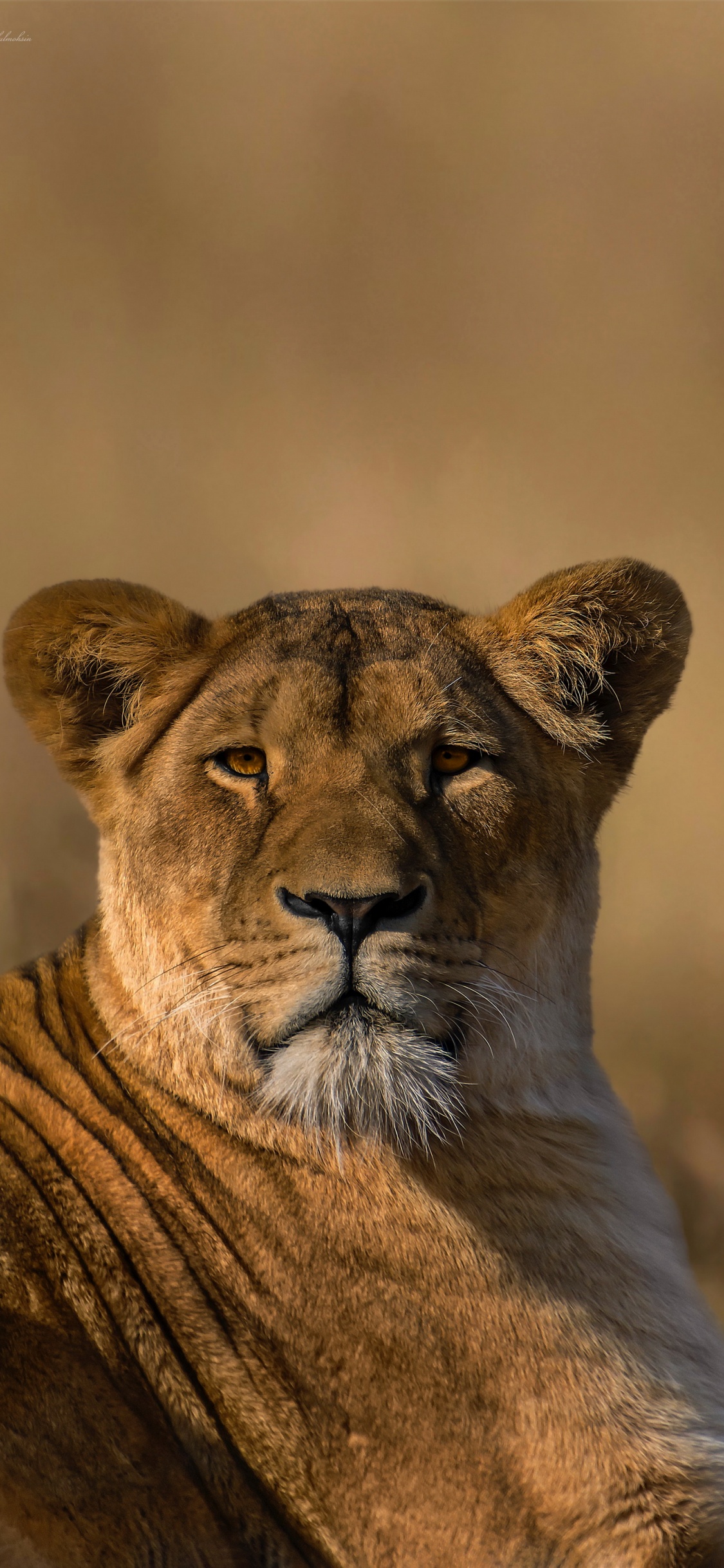 Masai Lion, Felidae, Carnivore, Lion, Big Cats. Wallpaper in 1125x2436 Resolution