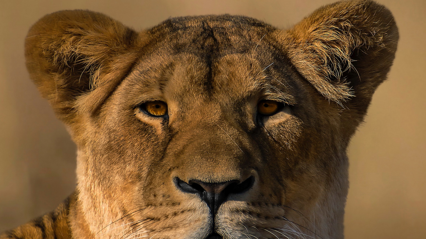 Masai Lion, Felidae, Carnivore, Lion, Big Cats. Wallpaper in 1366x768 Resolution