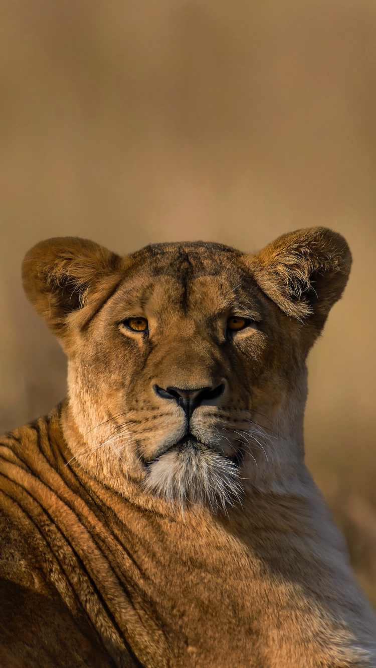 Masai Lion, Felidae, Carnivore, Lion, Big Cats. Wallpaper in 750x1334 Resolution