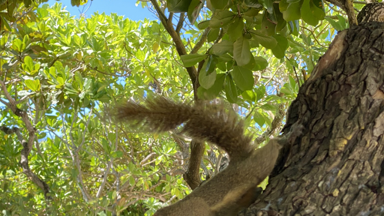 Rongeurs, Feuille, Plante, Sciences, Écureuil. Wallpaper in 1280x720 Resolution