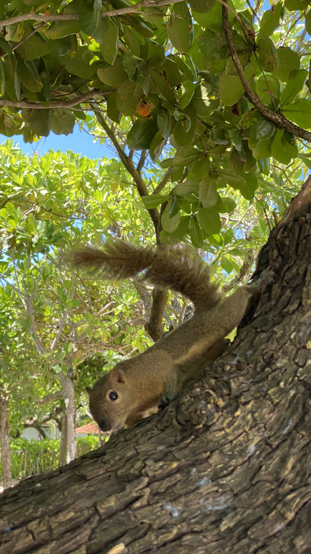 Tree, Squirrels, Rodent, Leaf, Plants. Wallpaper in 1080x1920 Resolution