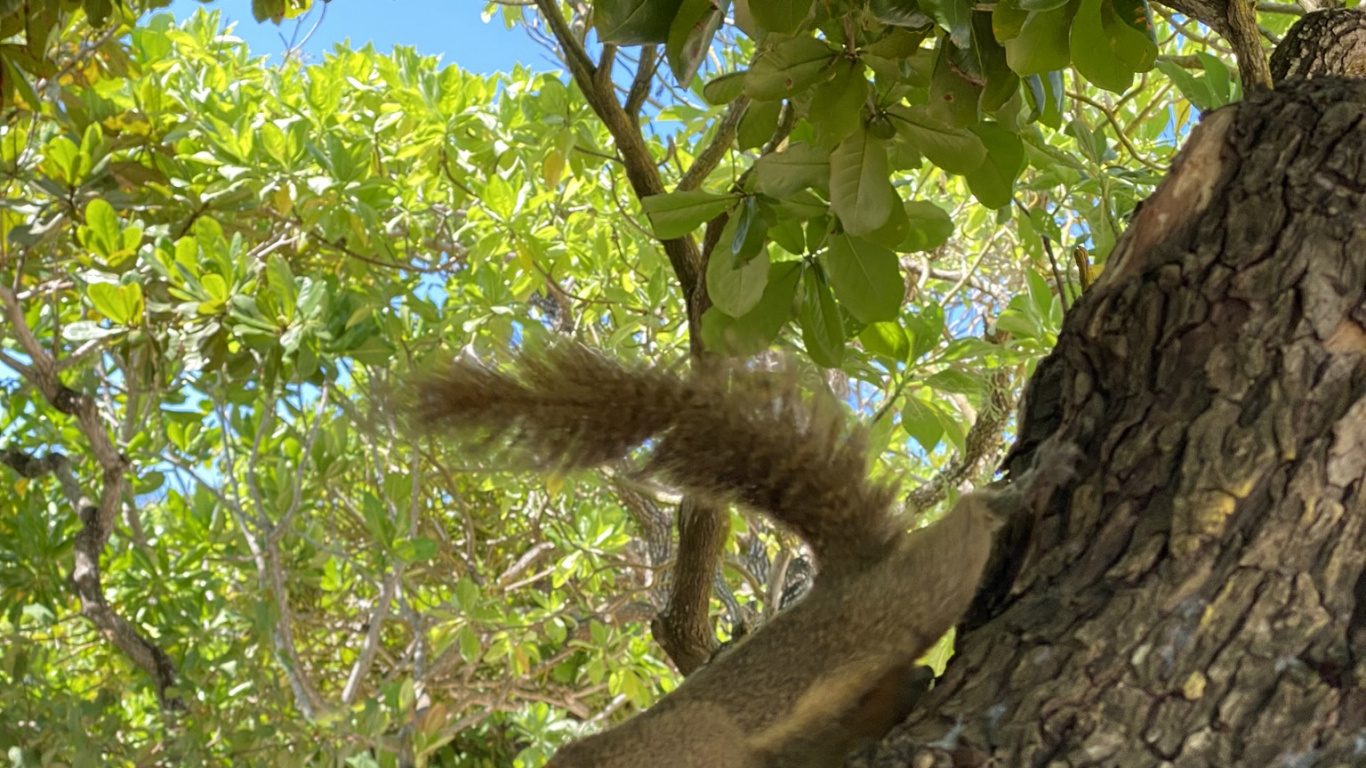 Tree, Squirrels, Rodent, Leaf, Plants. Wallpaper in 1366x768 Resolution