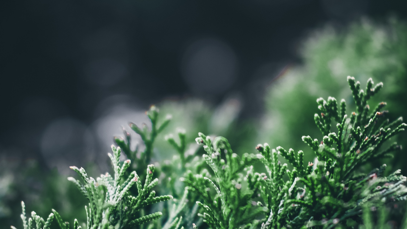 Pflanzen, Gr, Natur, Vegetation, Wasser. Wallpaper in 1366x768 Resolution