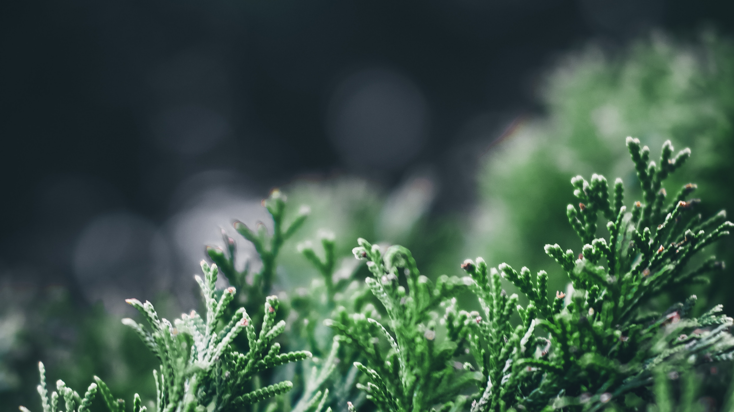 Pflanzen, Gr, Natur, Vegetation, Wasser. Wallpaper in 2560x1440 Resolution