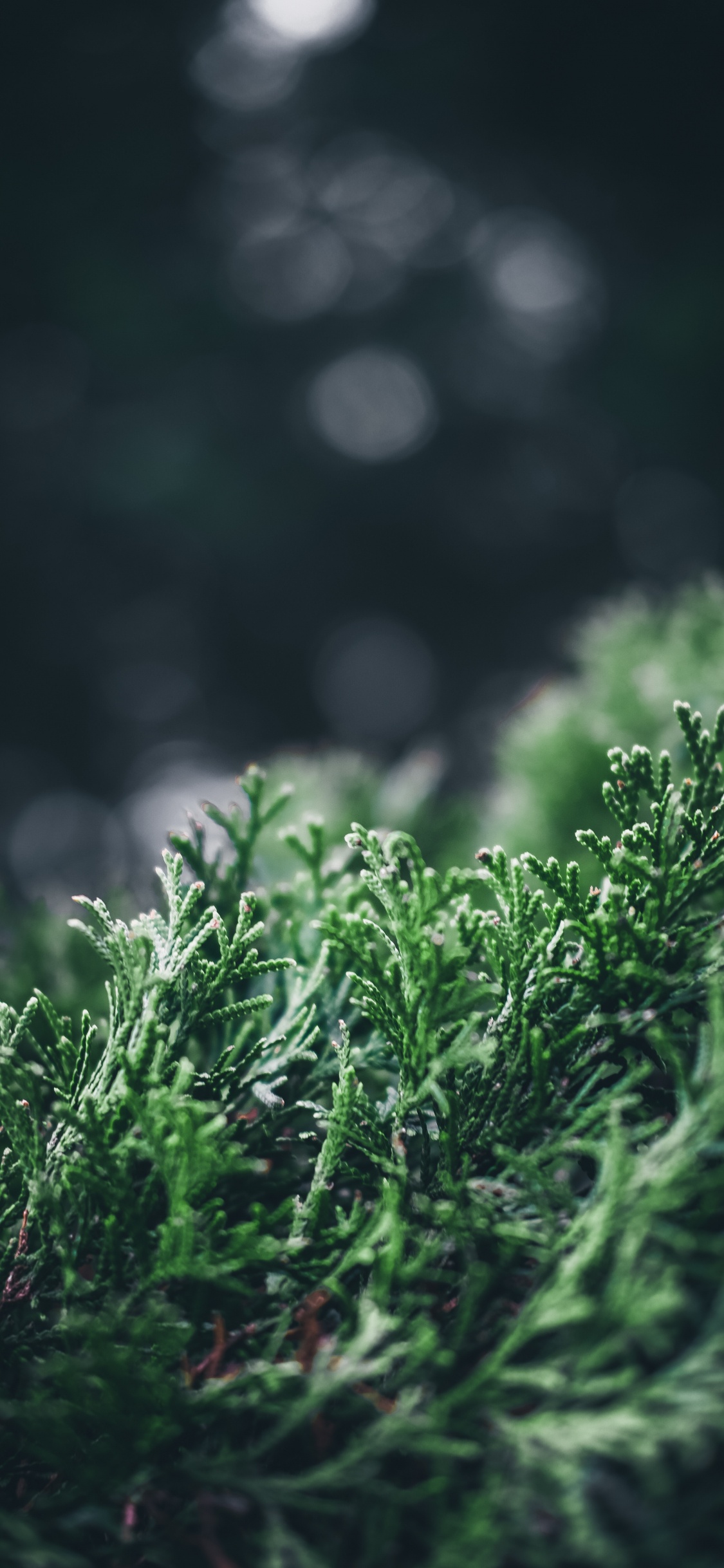 Plants, Green, Nature, Vegetation, Water. Wallpaper in 1125x2436 Resolution