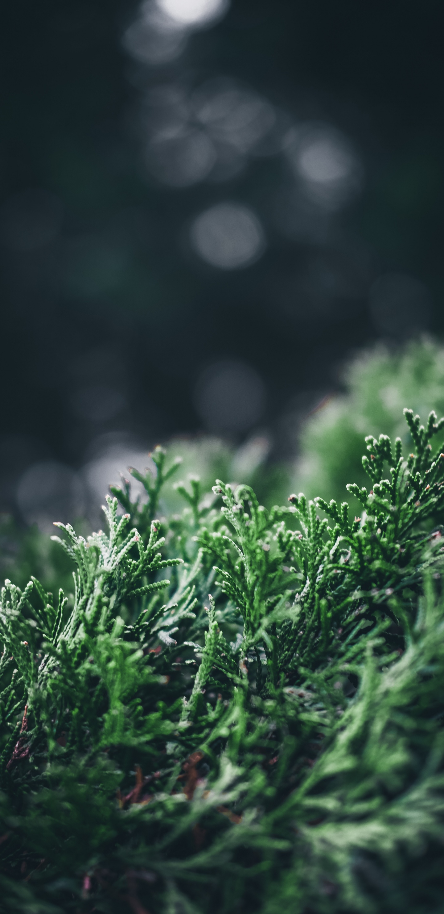 Plants, Green, Nature, Vegetation, Water. Wallpaper in 1440x2960 Resolution