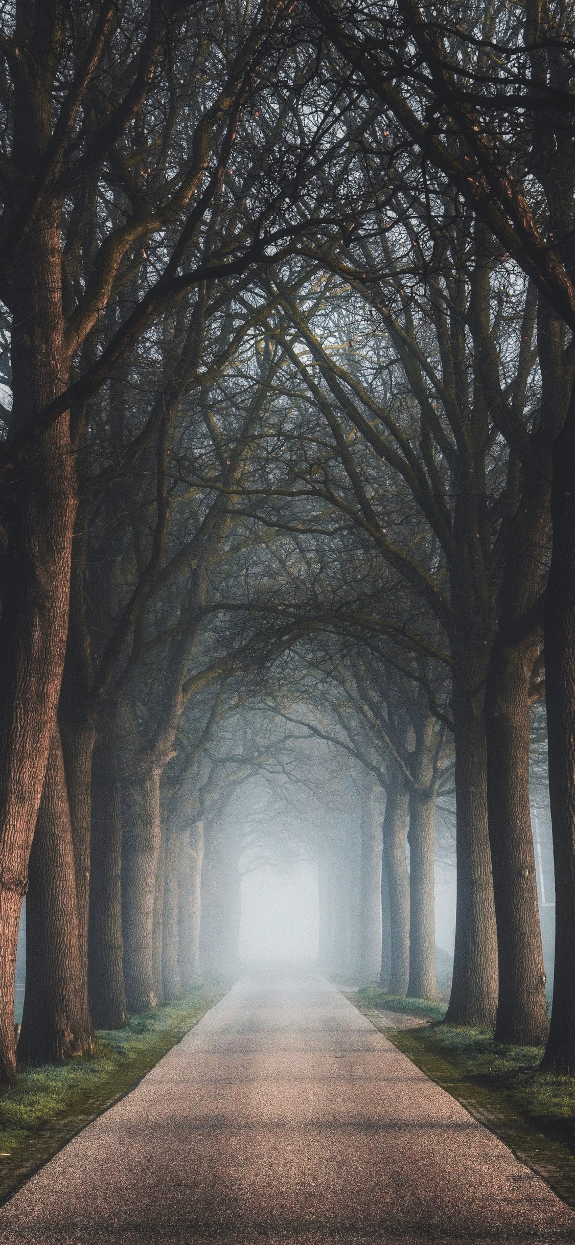 Baum, Natur, Naturlandschaft, Nebel, Atmosphäre. Wallpaper in 1125x2436 Resolution