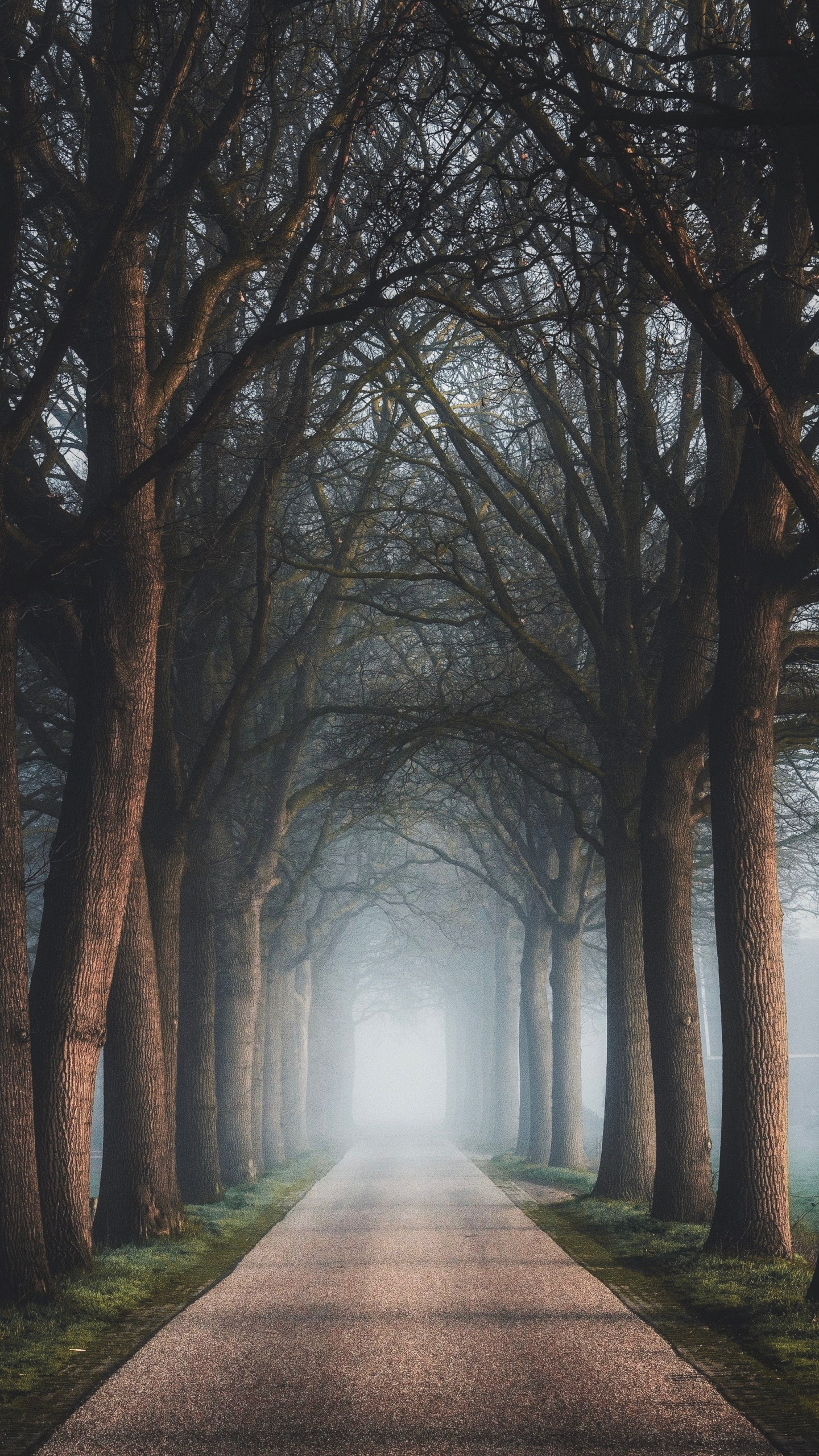 Baum, Natur, Naturlandschaft, Nebel, Atmosphäre. Wallpaper in 1440x2560 Resolution