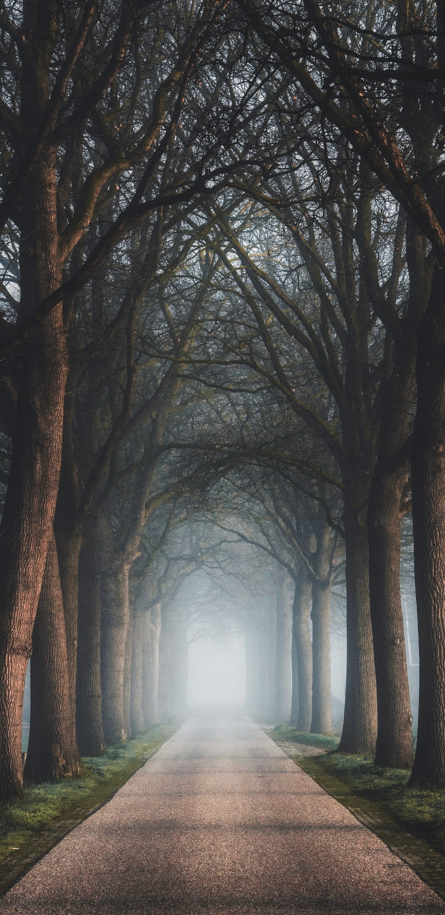 Tree, Nature, Natural Landscape, Fog, Atmosphere. Wallpaper in 1440x2960 Resolution