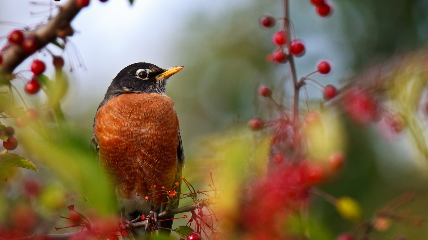 Pájaro Marrón y Negro Sobre la Hierba Verde Durante el Día. Wallpaper in 1366x768 Resolution