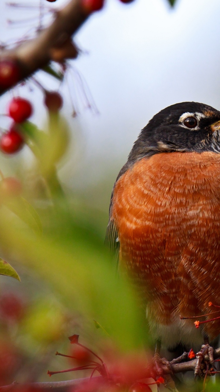 Brauner Und Schwarzer Vogel Auf Grünem Gras Tagsüber. Wallpaper in 720x1280 Resolution