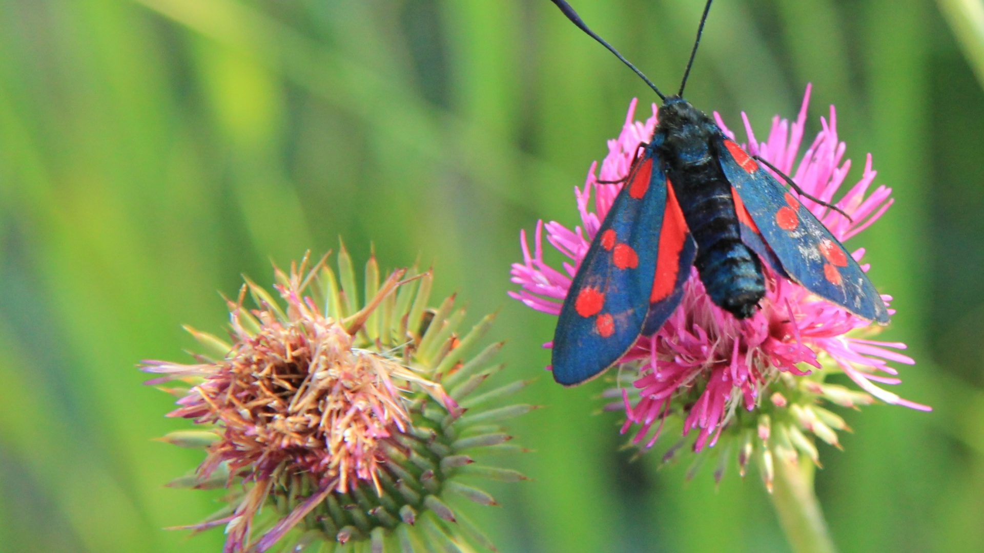 Black and Purple Moth on Pink Flower. Wallpaper in 1920x1080 Resolution