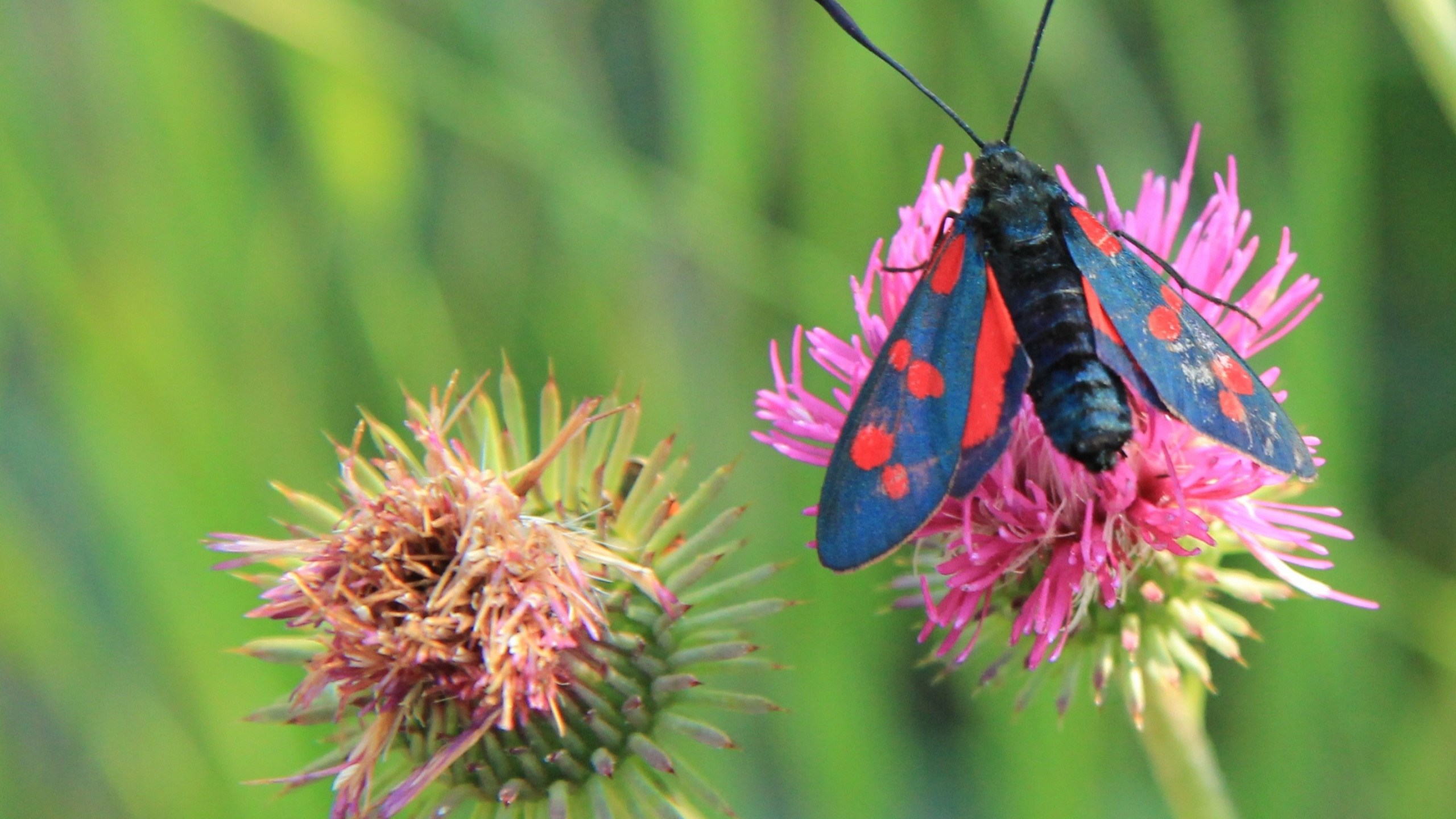 Black and Purple Moth on Pink Flower. Wallpaper in 2560x1440 Resolution