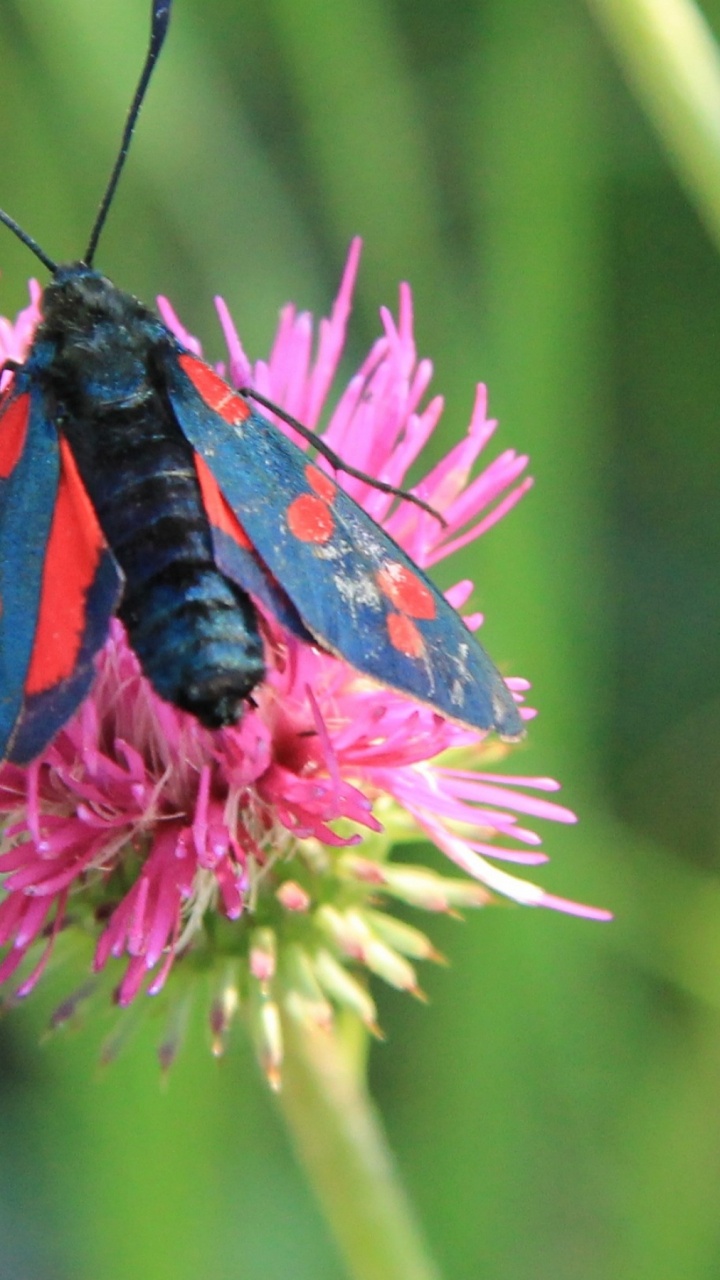 Black and Purple Moth on Pink Flower. Wallpaper in 720x1280 Resolution