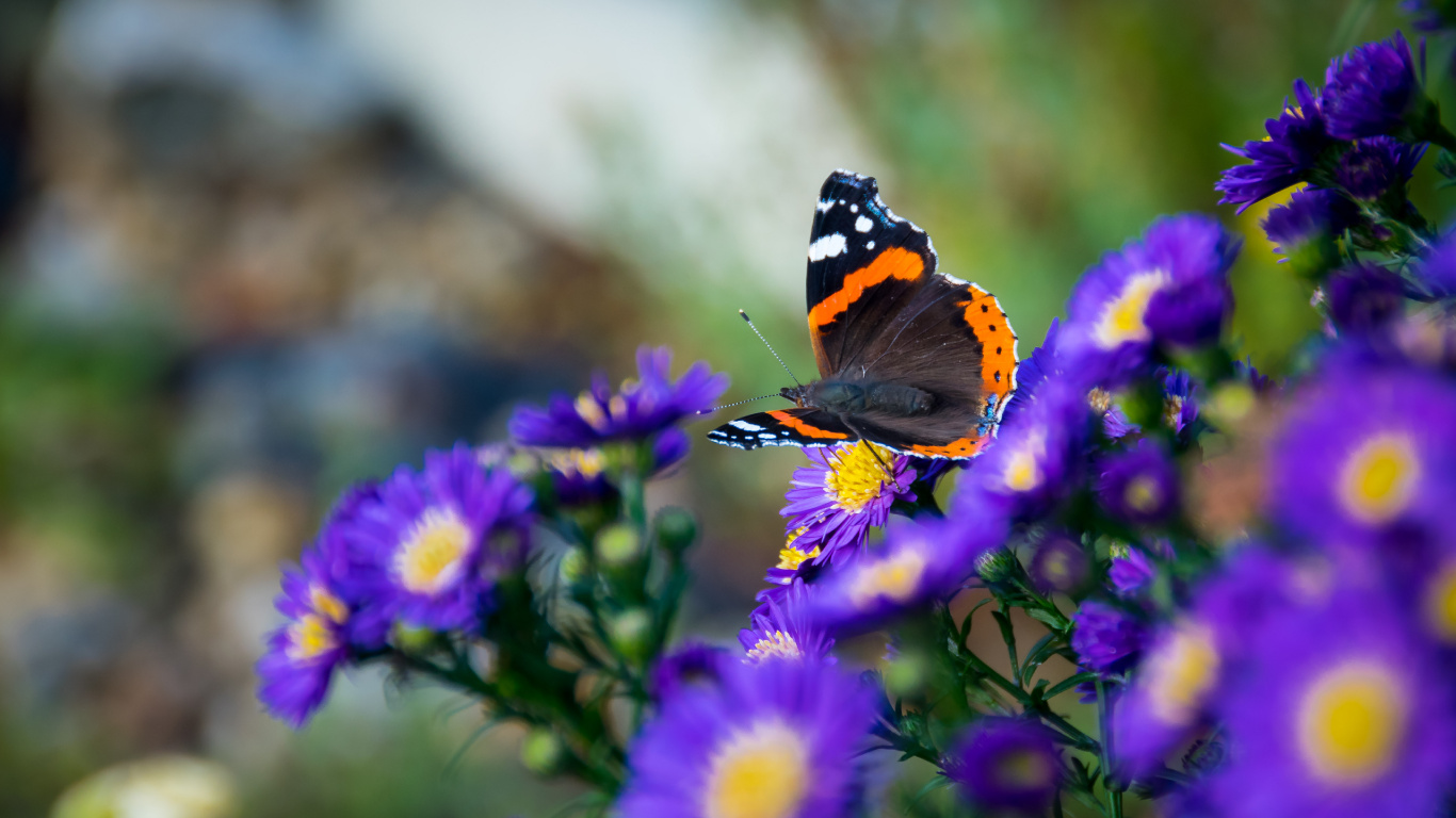 Insect, Flower, Butterfly, Cynthia Subgenus, Moths and Butterflies. Wallpaper in 1366x768 Resolution