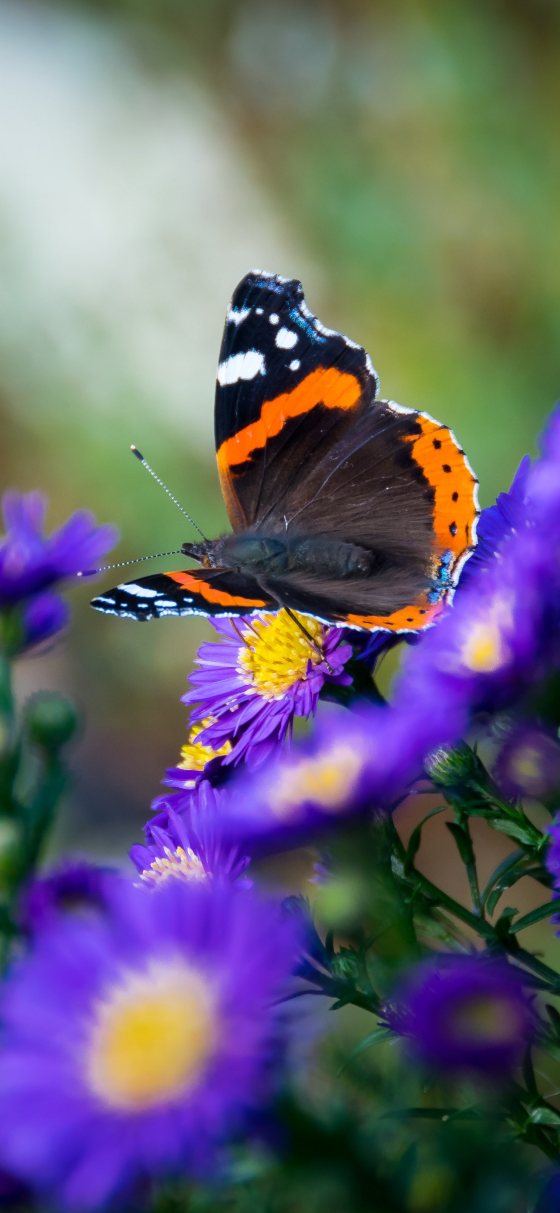 昆虫, 辛西娅亚属, 飞蛾和蝴蝶, 紫色的 壁纸 1125x2436 允许