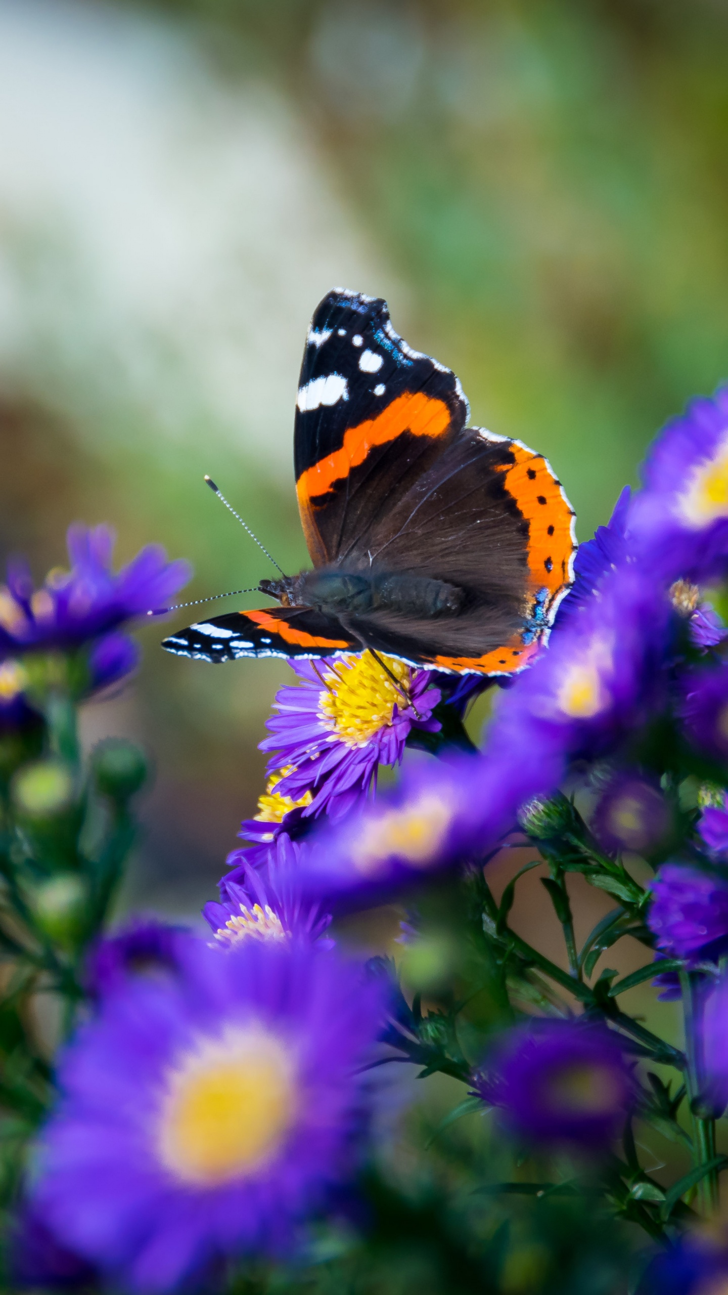 昆虫, 辛西娅亚属, 飞蛾和蝴蝶, 紫色的 壁纸 1440x2560 允许