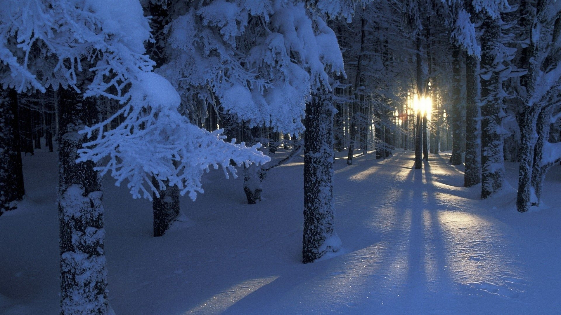 Snow Covered Trees During Night Time. Wallpaper in 1920x1080 Resolution