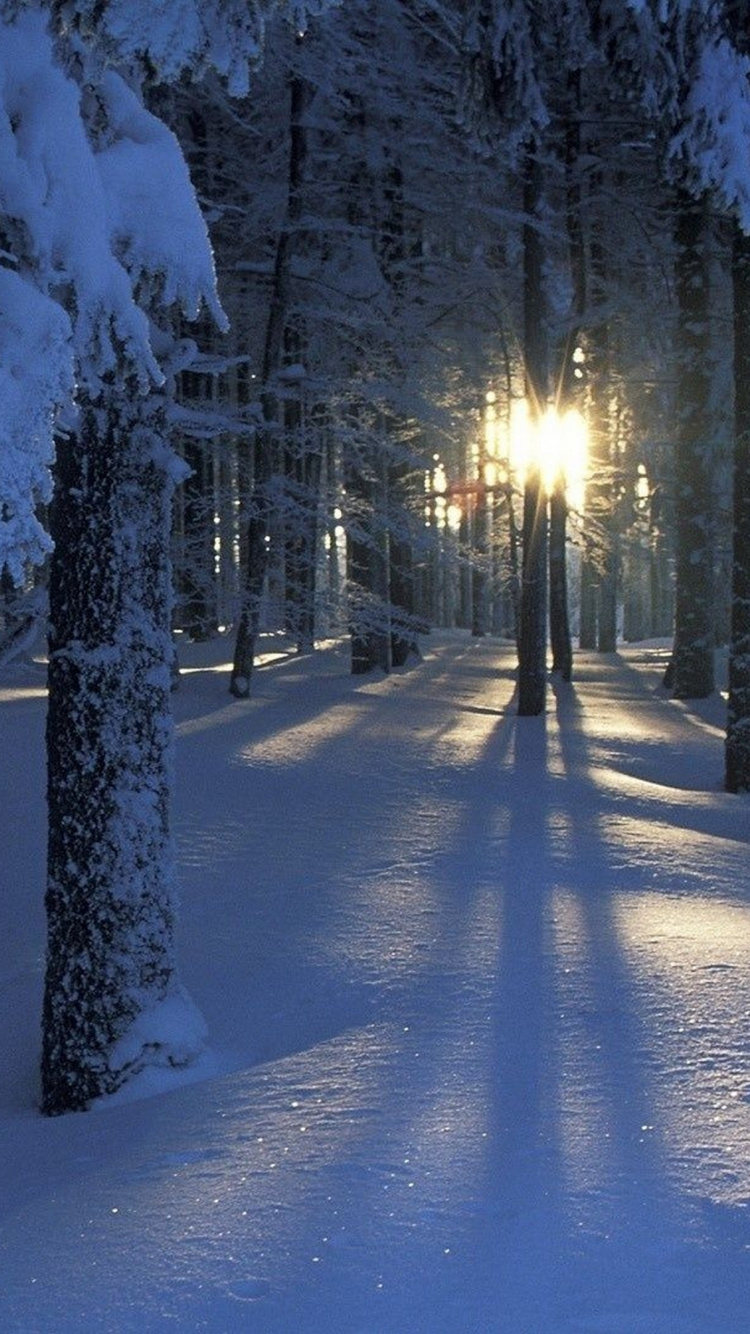 Snow Covered Trees During Night Time. Wallpaper in 750x1334 Resolution