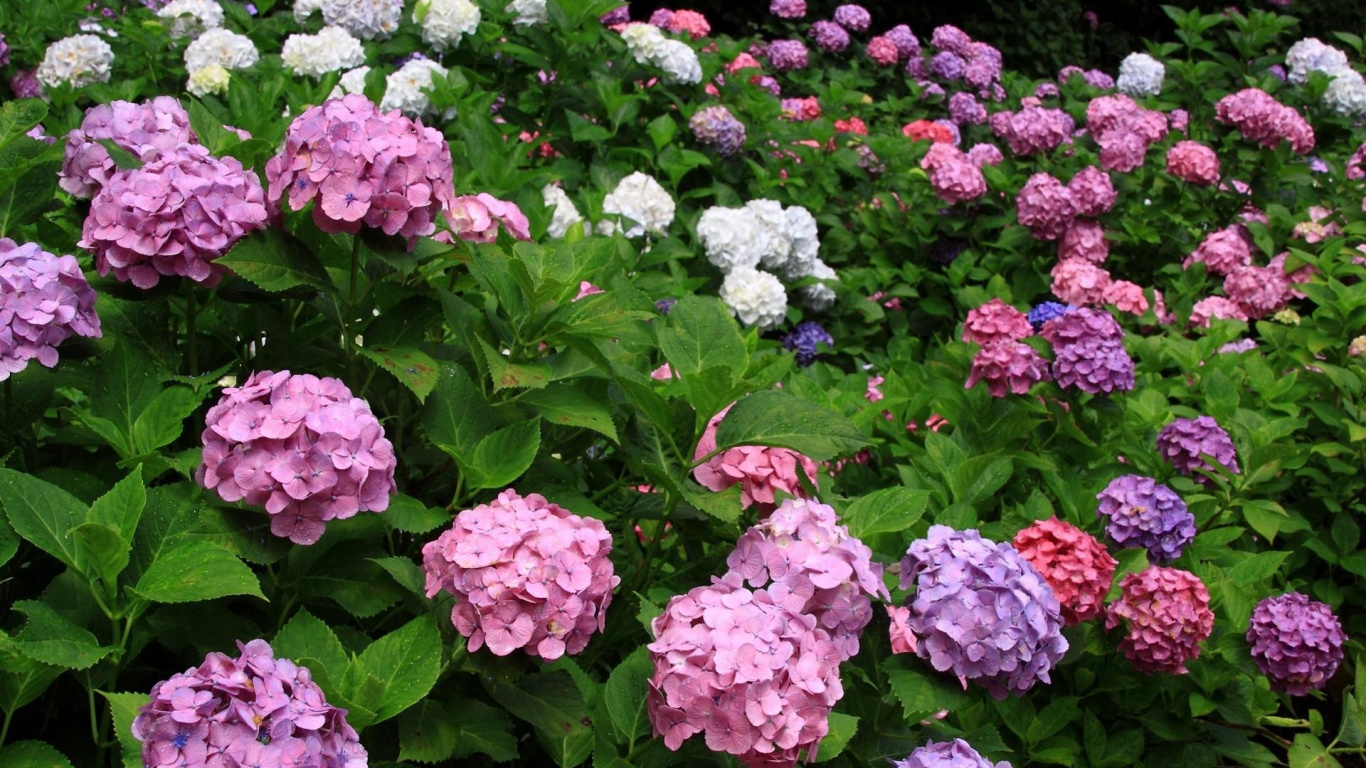 Pink and White Flowers With Green Leaves. Wallpaper in 1366x768 Resolution