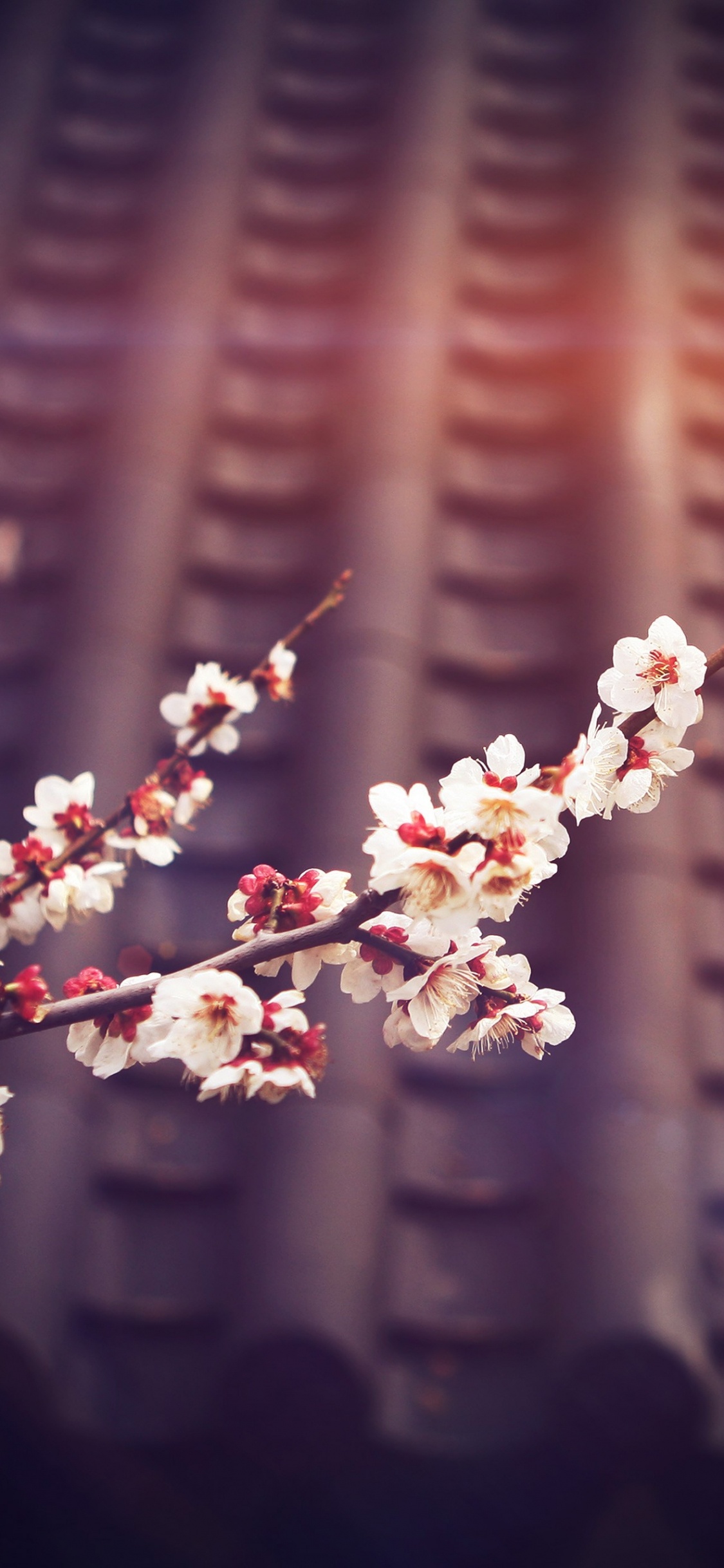 Flower, Blossom, Spring, Branch, Pink. Wallpaper in 1125x2436 Resolution